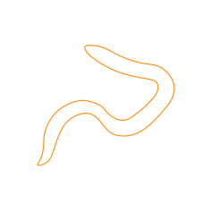 Animal Families Orders Worms Line Art Svg Vector, Free Vectors File